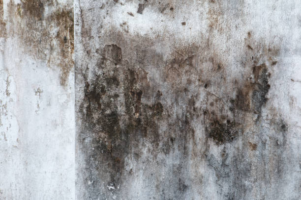 Best Mold Remediation for Healthcare Facilities  in Boulevard Gardens, FL