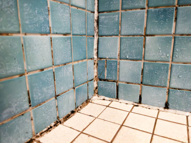 Best Commercial Mold Inspection  in Boulevard Gardens, FL