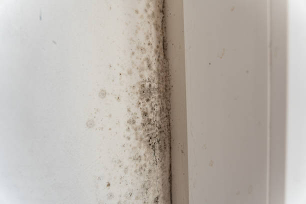 Best Comprehensive Air Testing for Mold Contaminants  in Boulevard Gardens, FL