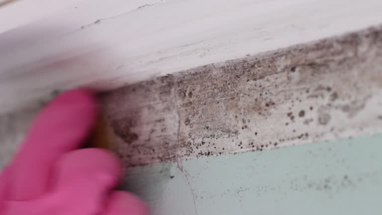 Best Mold Removal for HVAC Installations  in Boulevard Gardens, FL